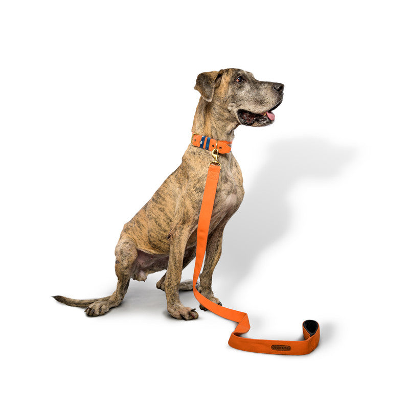 Fabric dog leash best sale