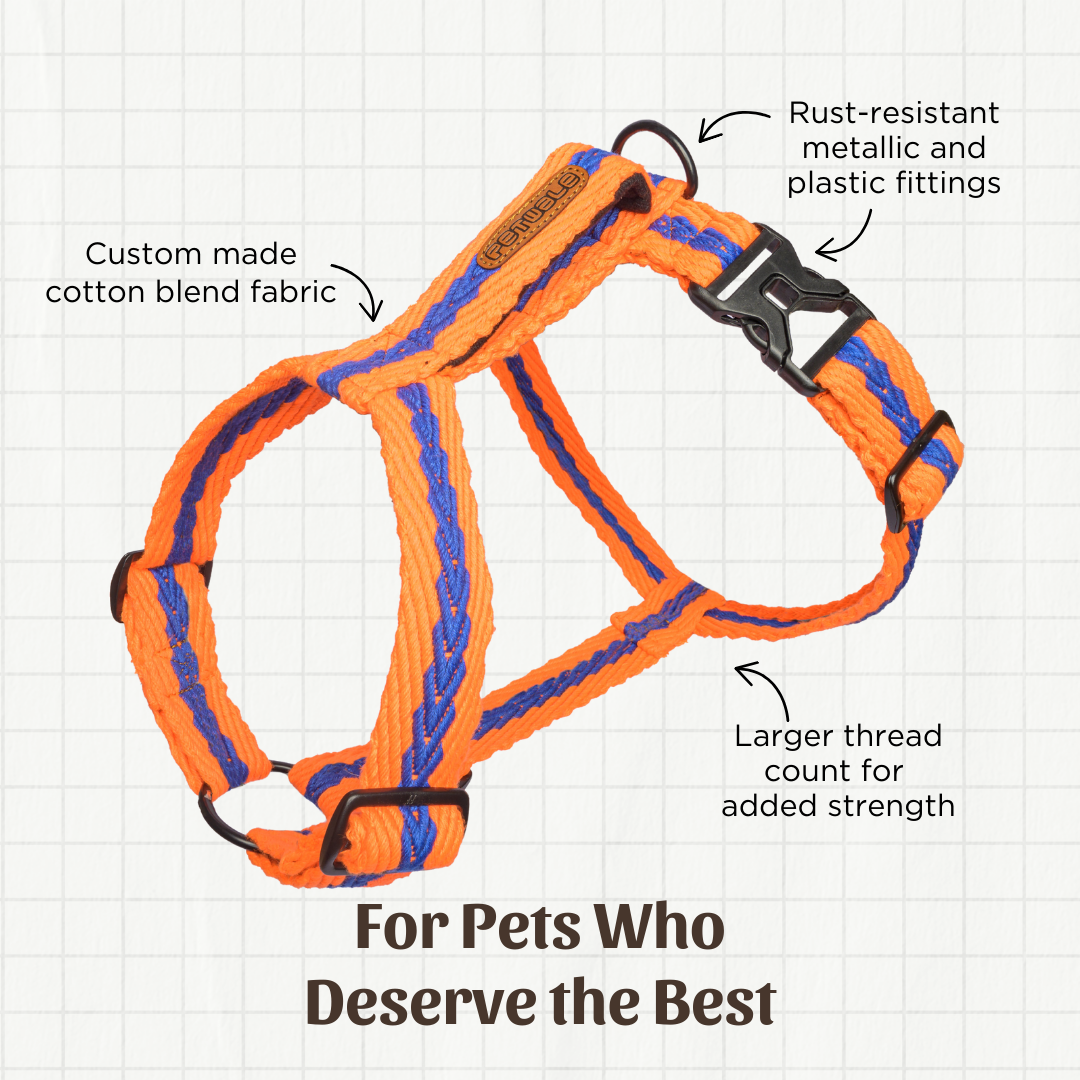 Orange with Blue Cotton H-Harness